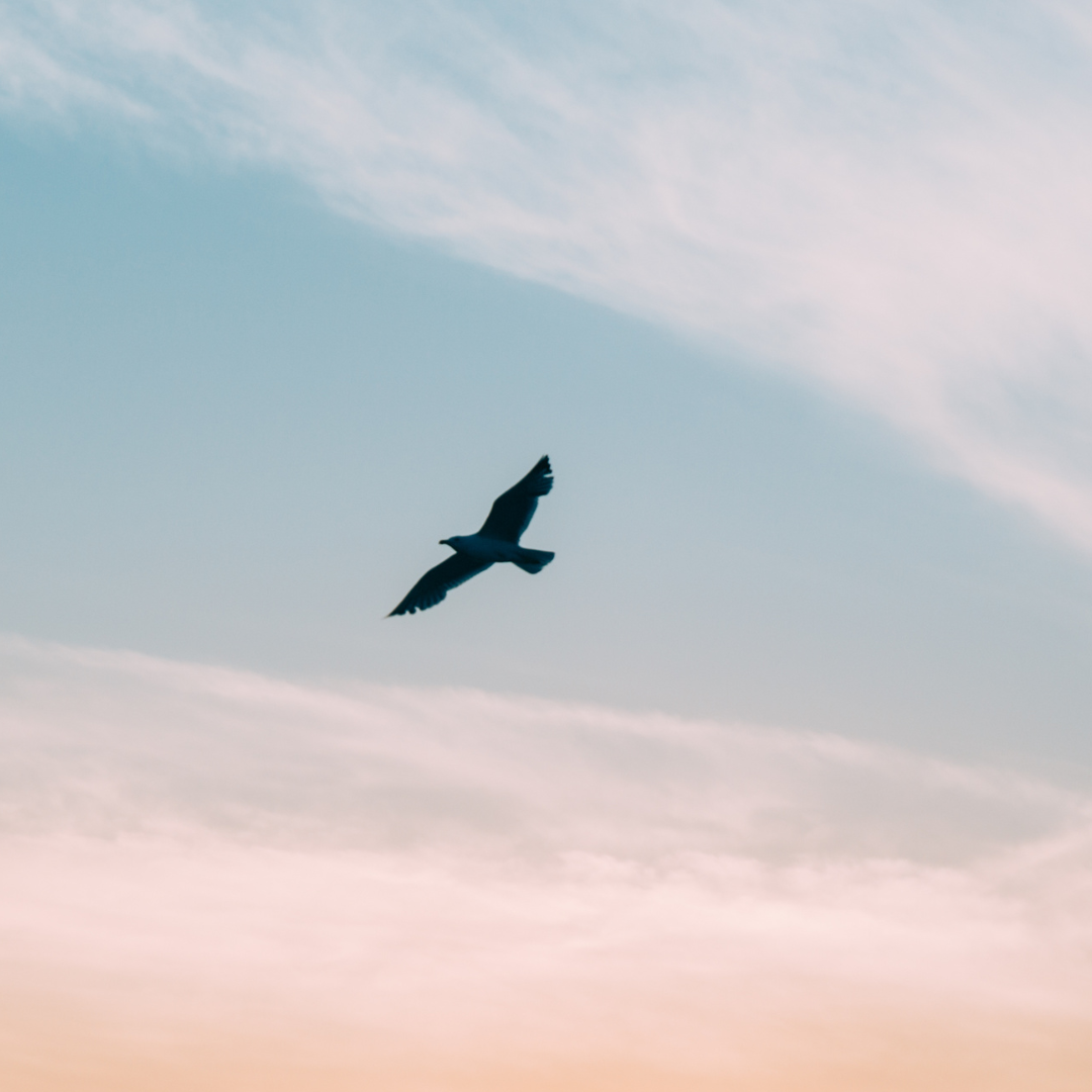 Lessons from nature